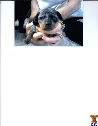 Puppies in Lake elsinore